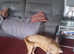 Cane corso mix presso