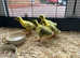 Embden Goslings for sale