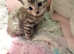 LOVE bugs TICA registered Pure Snow Bengals with pedigree certificate. Ready to go in 1 week to their loving purrfect forever home.