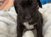 2 female dutch shepherd beagle mix pups for sale!