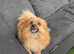 3 year old pomeranian girl.