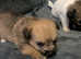 Cairne terrier puppys