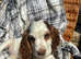 Stunning Show Cocker Spaniel girl fully vaccinated
