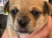 Beautiful Chihuahua X Puppies
