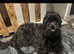 Black Russian Terrier mix