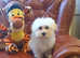 Adorable Havanese x Maltese puppies