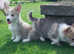 Pedigree NR Welsh Corgi Pembroke pups