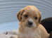 Golden retriever x cocker spaniel