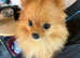 Pomeranian