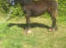 Filly yearling