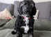 One little boy left, fully vaccinated and ready to find his forever home!