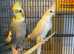 Beautiful young cockatiels for sale