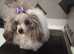 Stunning tiny Asian poodle 2yr old little girl