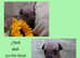 American hairless terrier puppies