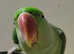Stunning baby alexandrine parrot