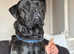 My 2 year old cane corso