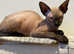 3 x Spynx x Siamese queens in need of a new home