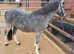 Welsh Section A Gelding