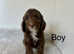 3 stunning cockapoo puppies ready now