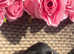 Stunning litter of 6 miniture jack russells