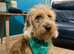 Miniature Australian Labradoodles