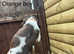 Male Springer Spaniel