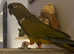 Patagonian Conure