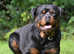 Kc rottweiler pups from extensively health tested parents
