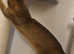 Purebred Abyssinian boy