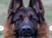 Straight back german sheapard pup for sale