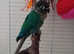12 week old Male turquoise conure