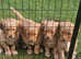KC registered Golden retriever puppies looking for their forever family home