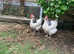 2 Hens for sale, light  Sussex breed