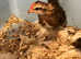 Pair of Dutch bantams off heat