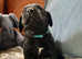 STUNNING SPRINGADOR PUPPIES