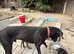 Last puppy remaining black girl 10 weeks
