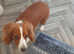 Welsh springer Spaniel female