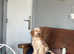 1 beautiful champagne Cockapoo girl