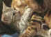 F5 / 5G Silver Blue Charcoal Bengal Brothers Kittens 5th Gen Asian Leopard