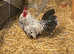 Sablepoot booted bantam rooster