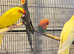 Beautiful young birds for sale