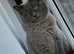 5 male Ragdoll kittens