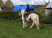 One in a million - super cob