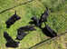 8 beautiful F1b labradoodles