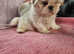Shih tzu 1 girl x 2 boys