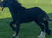 Stepping cob