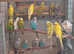 Exhibition size budgies.