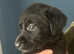 Lab cross collie