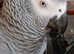 African grey female rehome