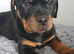 Rottweiler puppies available last 3
